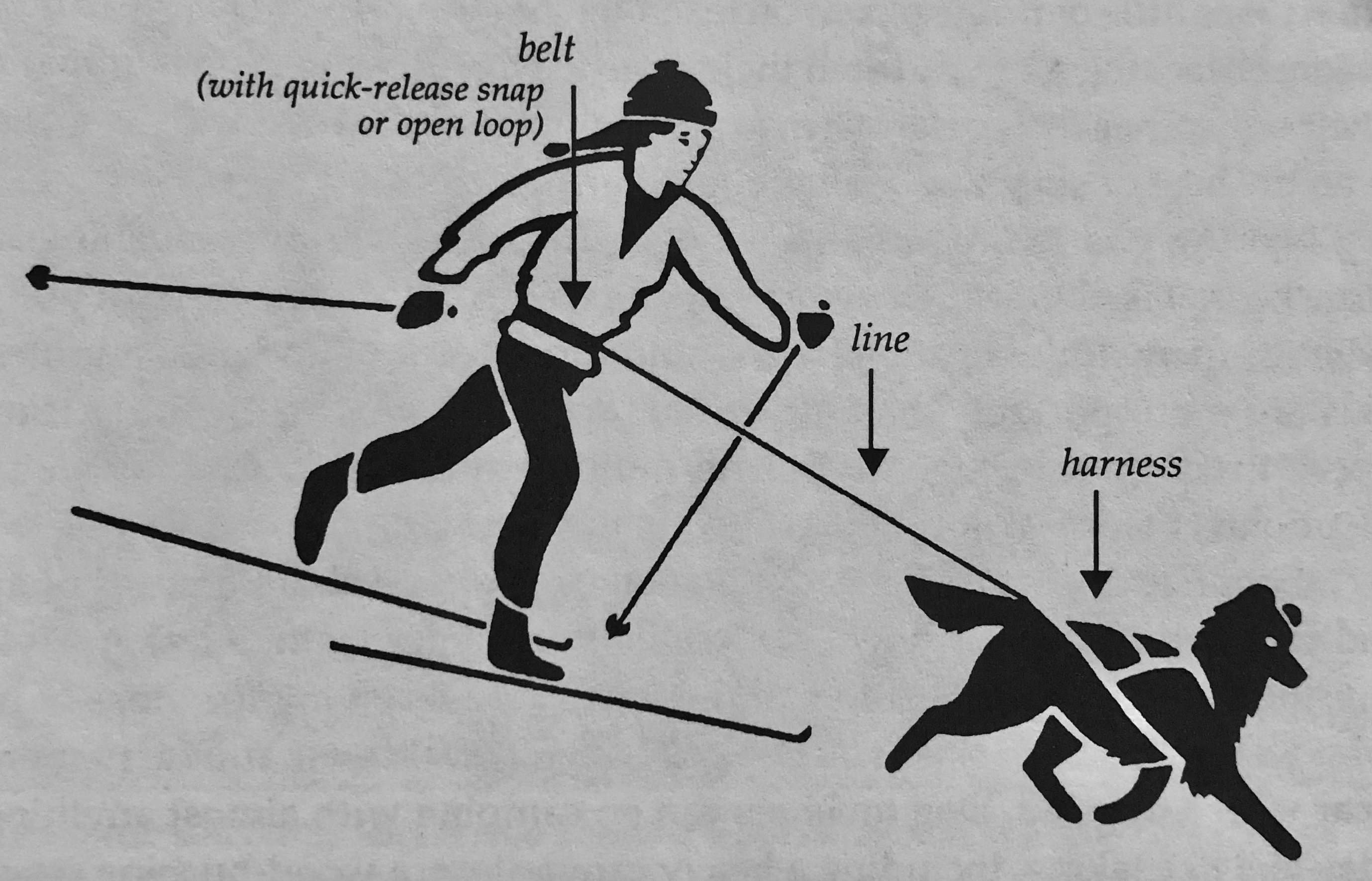 Skijoring gear hotsell